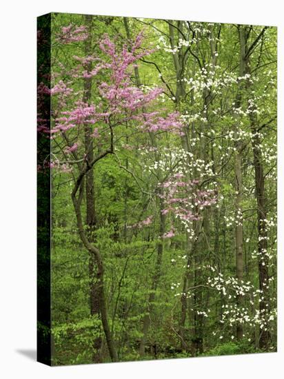 Eastern Redbud and Flowering Dogwood, Arlington County, Virginia, USA-Charles Gurche-Premier Image Canvas