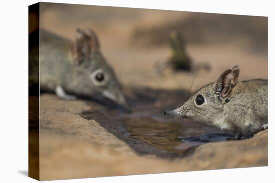 Eastern rock elephant shrews (Elephantulus myurus) drinking, Tuli Game Reserve, Botswana-Ann and Steve Toon-Premier Image Canvas