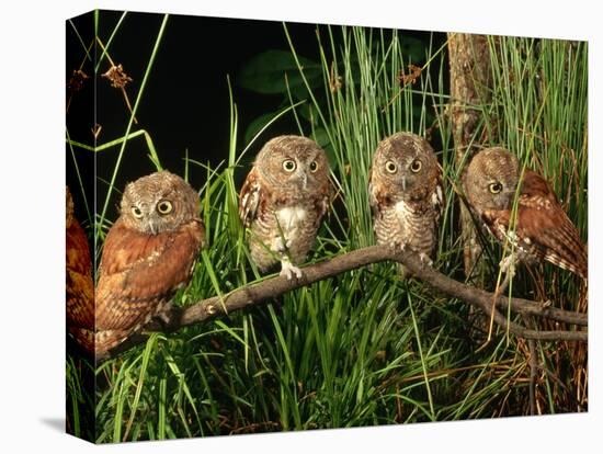 Eastern Screech Owl Fledglings-Joe McDonald-Premier Image Canvas