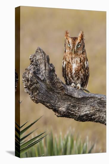 Eastern Screech Owl, Otus Asio, roosting in tree-Larry Ditto-Premier Image Canvas