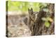 Eastern Sierra Nevada. an Inquisitive Douglas Squirrel or Chickaree-Michael Qualls-Premier Image Canvas