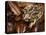 Eastern Spadefoot Toad, Scaphiopus holbrookii, Flordia,-Maresa Pryor-Premier Image Canvas