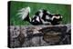 Eastern Spotted Skunk-W. Perry Conway-Premier Image Canvas