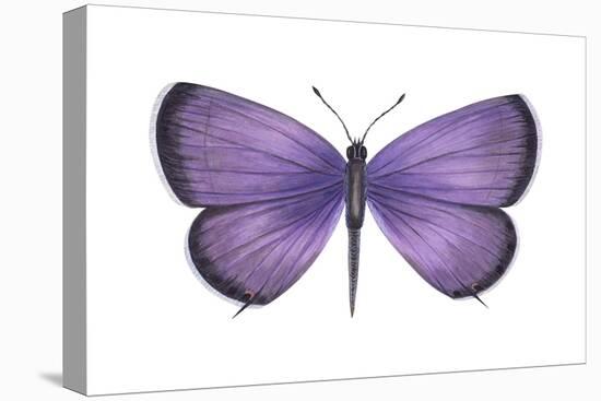 Eastern Tailed Blue Butterfly (Everes Comyntas), Insects-Encyclopaedia Britannica-Stretched Canvas