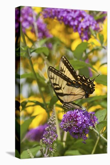 Eastern Tiger Swallowtail Butterfly on Butterfly Bush, Marion Co., Il-Richard ans Susan Day-Premier Image Canvas