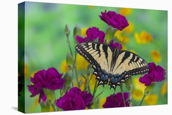 Eastern Tiger Swallowtail Butterfly-Darrell Gulin-Premier Image Canvas