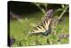 Eastern Tiger Swallowtail on Butterfly Bush, Illinois-Richard & Susan Day-Premier Image Canvas