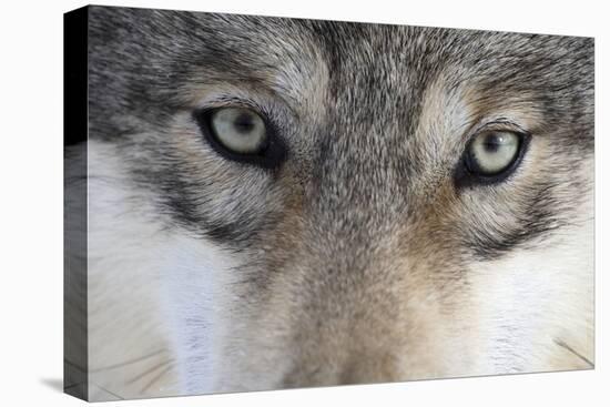 Eastern Timber Wolf, Canis Lupus Lycaon, Close-Up-Ronald Wittek-Premier Image Canvas