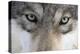 Eastern Timber Wolf, Canis Lupus Lycaon, Close-Up-Ronald Wittek-Premier Image Canvas