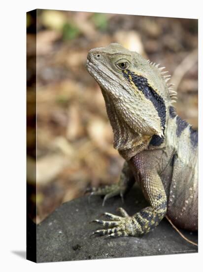 Eastern Water Dragon, Australia-David Wall-Premier Image Canvas