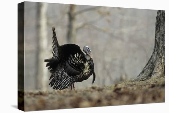 Eastern Wild Turkey Gobbler Strutting, Stephen A. Forbes State Park, Marion County, Illinois-Richard and Susan Day-Premier Image Canvas