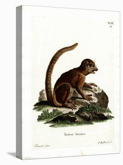 Eastern Woolly Lemur-null-Premier Image Canvas