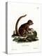 Eastern Woolly Lemur-null-Premier Image Canvas