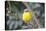 Eastern Yellow Robin, Australia-Howard Ruby-Premier Image Canvas