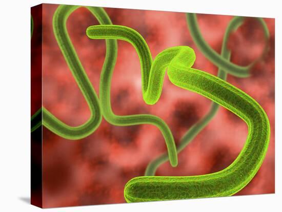 Ebola Virus Particles-Roger Harris-Premier Image Canvas