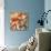 Echeveria Elegans-null-Stretched Canvas displayed on a wall