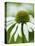 Echinacea flower-Clive Nichols-Premier Image Canvas