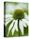 Echinacea flower-Clive Nichols-Premier Image Canvas