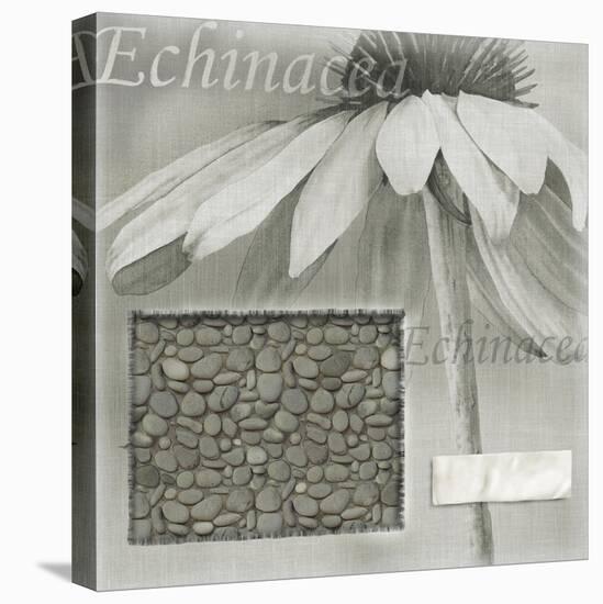 Echinacea I-Kory Fluckiger-Premier Image Canvas