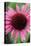 Echinacea III-Erin Berzel-Premier Image Canvas