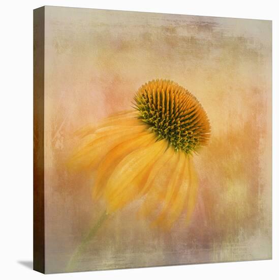 Echinacea in Yellow-Gaille Gray-Premier Image Canvas