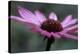 Echinacea Purpurea-Maxine Adcock-Premier Image Canvas