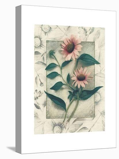 Echinacea-Julie Nightingale-Stretched Canvas