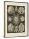 Echinidea: Sea Urchins and Sea Dollars, 1904 (Colour Litho)-Ernst Haeckel-Premier Image Canvas