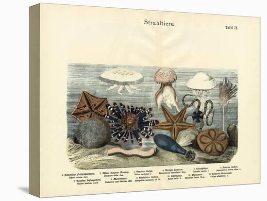 Echinoderms, C.1860-null-Premier Image Canvas