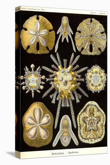 Echinoderms-Ernst Haeckel-Stretched Canvas