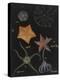 Echinoderms-Philip Henry Gosse-Premier Image Canvas