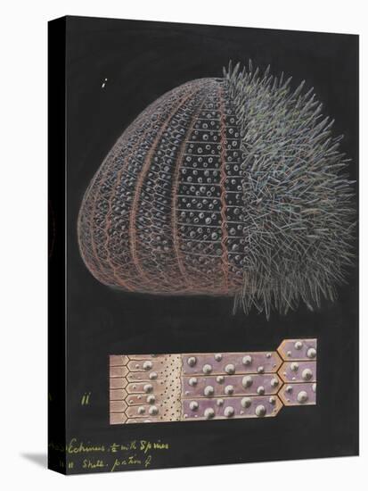 Echinus: Sea Urchin-Philip Henry Gosse-Premier Image Canvas