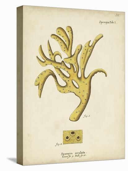 Ecru Coral XII-Johann Esper-Stretched Canvas
