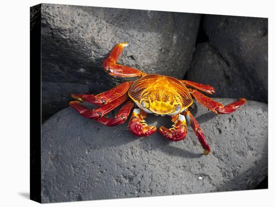 Ecuador, Galapagos, a Brightly Coloured Sally Lightfoot Crab Skips over the Dark Rocks-Niels Van Gijn-Premier Image Canvas