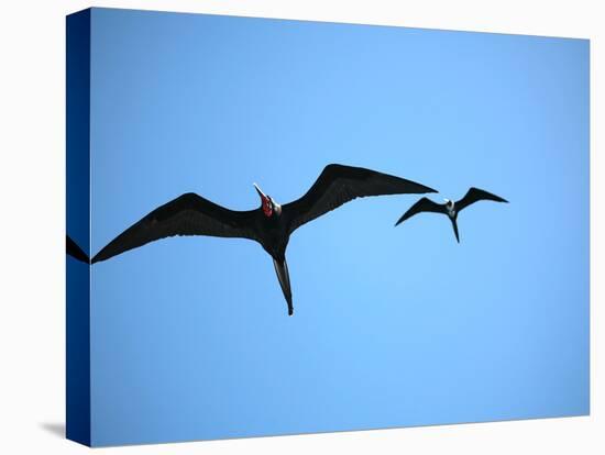 Ecuador, Galapagos, a Male and Female Frigate Bird Soar Overhead-Niels Van Gijn-Premier Image Canvas