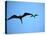 Ecuador, Galapagos, a Male and Female Frigate Bird Soar Overhead-Niels Van Gijn-Premier Image Canvas