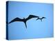 Ecuador, Galapagos, a Male and Female Frigate Bird Soar Overhead-Niels Van Gijn-Premier Image Canvas