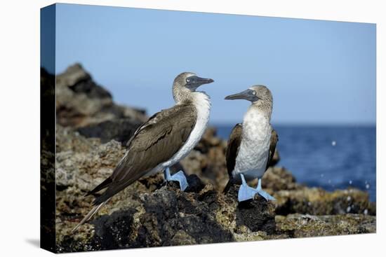 Ecuador, Galapagos, Isabela Island, Punta Moreno. Blue-Footed Booby-Kevin Oke-Premier Image Canvas