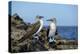 Ecuador, Galapagos, Isabela Island, Punta Moreno. Blue-Footed Booby-Kevin Oke-Premier Image Canvas