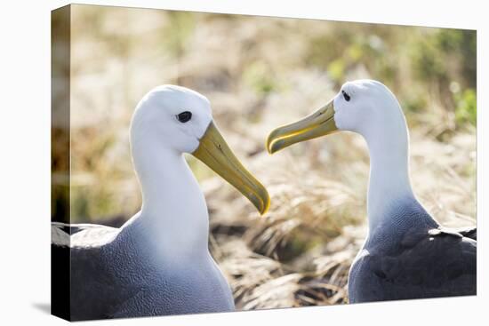 Ecuador, Galapagos Islands, Espanola, Punta Suarez,. Waved Albatrosses Interacting-Ellen Goff-Premier Image Canvas