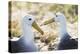 Ecuador, Galapagos Islands, Espanola, Punta Suarez,. Waved Albatrosses Interacting-Ellen Goff-Premier Image Canvas