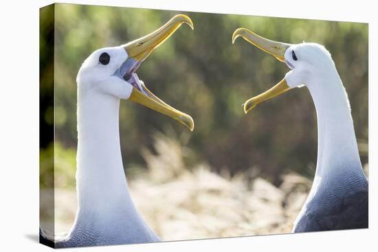 Ecuador, Galapagos Islands, Espanola, Punta Suarez,. Waved Albatrosses Interacting-Ellen Goff-Premier Image Canvas