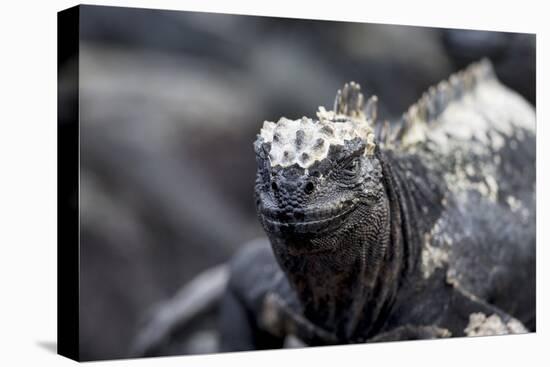 Ecuador, Galapagos Islands, Fernandina, Punta Espinoza. Marine Iguana Head Portrait-Ellen Goff-Premier Image Canvas