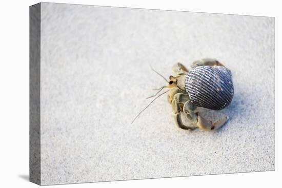 Ecuador, Galapagos Islands, Genovesa, Darwin Bay Beach. Hermit Crab on the Beach-Ellen Goff-Premier Image Canvas