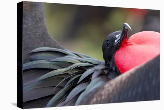 Ecuador, Galapagos Islands, Genovesa, Darwin Bay Beach-Ellen Goff-Premier Image Canvas