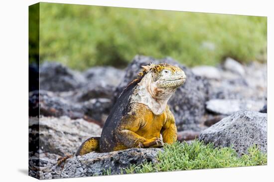 Ecuador, Galapagos Islands, Plaza Sur, Land Iguana,. Male Land Iguana Portrait-Ellen Goff-Premier Image Canvas