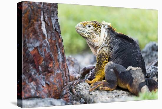 Ecuador, Galapagos Islands, Plaza Sur, Male Land Iguana-Ellen Goff-Premier Image Canvas