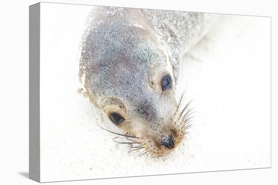 Ecuador, Galapagos Islands, San Cristobal, Cerro Brujo. Face of a Young Galapagos Sea Lion-Ellen Goff-Premier Image Canvas