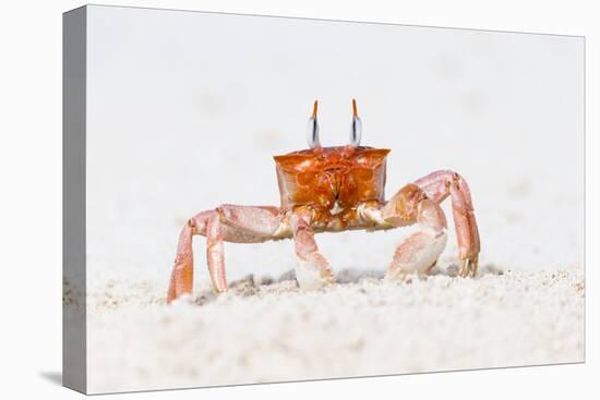 Ecuador, Galapagos Islands, San Cristobal, Cerro Brujo. Ghost Crab Portrait-Ellen Goff-Premier Image Canvas