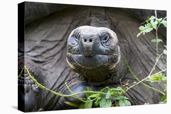 Ecuador, Galapagos Islands, Santa Cruz Highlands. Face of a Wild Galapagos Giant Tortoise-Ellen Goff-Premier Image Canvas